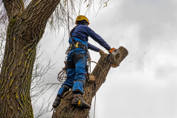 Tree Service Company in Albion, NE